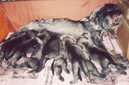 Cucciolata 2004-a - Josie e i suoi 8 cuccioli alla poppata